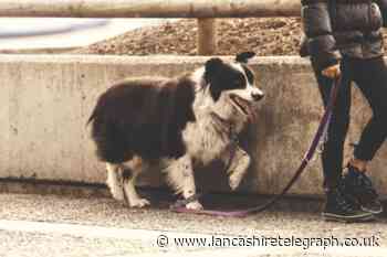 'Uber for dogs' - new dog walking app GoWalkies aims to solve owner worries