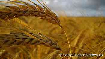 75 per cent of Sask. farmers who responded to survey couldn't fulfill grain contracts due to drought