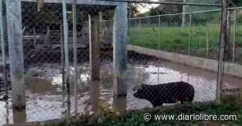 Acueducto lo usan de pocilga en la comunidad de Pedro Sánchez, en El Seibo - Diario Libre