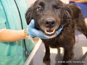 Illegaler Handel mit Welpen: Veterinäramt beschlagnahmt erneut Hunde