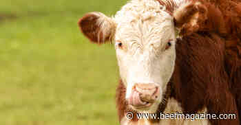 Select replacement heifers to meet long-term herd goals