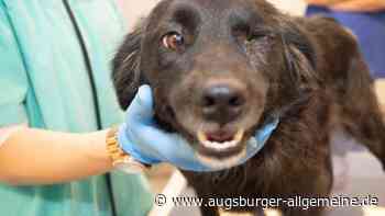 Illegaler Welpenhandel: Zoll entdeckt sechs kranke Hunde in serbischem Transporter