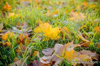 Fall Yard Waste Collection for City of Tecumseh Ending in December - WLEN-FM