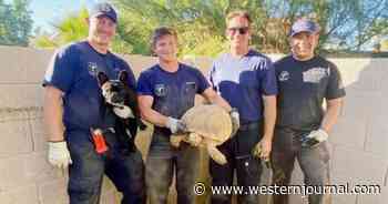 50-Pound Pet Tortoise Traps Family's French Bulldog in Underground Tunnel: Firefighters Rescue Dog