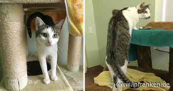 Tierheim Bamberg: Kater Schr&ouml;der liebt Kuscheln - ein Manko behindert aber Vermittlung