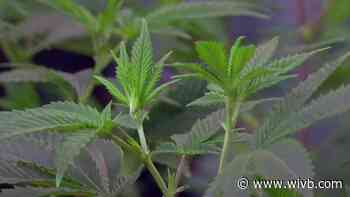 Legalization will change how companies can address marijuana use with employees