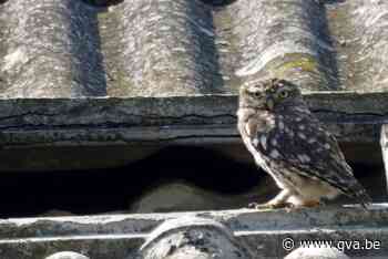 Nieuw onderkomen voor steenuilen op Fort 3 (Borsbeek) - Gazet van Antwerpen Mobile - Gazet van Antwerpen