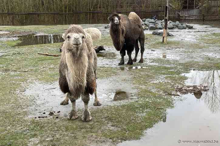Opvangcentrum Zonnegloed sluit door zondvloed, eerste dier verdronken: “Evacuatie van 420 andere dieren hopelijk niet nodig”