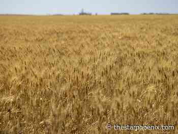 Many Sask. grain farmers couldn't fulfil their contracts: APAS