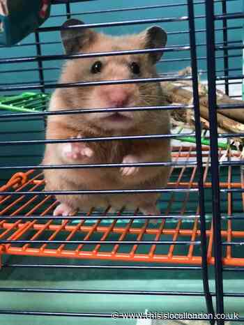 Hamsters In Prison -Olivia Simpson Surbiton High