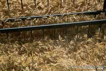 GRAINS-Wheat extends slide as Omicron coronavirus fears grow - Nasdaq