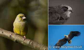 More than a QUARTER of UK bird species are now under threat, report finds
