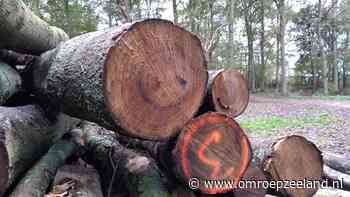 Opnieuw essen tegen de vlakte, dit keer bij natuurgebied de Goudplaat - Omroep Zeeland