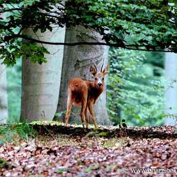 Brussel brengt biodiversiteit in kaart - BRUZZ