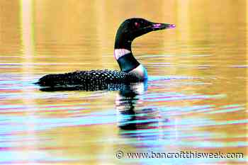 A matter of priority | Bancroft this Week - Bancroft This Week