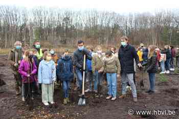 Zonhovenaren planten 13.500 boompjes op twee dagen - Het Belang van Limburg