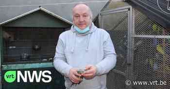 Rattenplaag in Merchtem: “Ze zitten overal, maar gebruik geen gif!” - VRT NWS