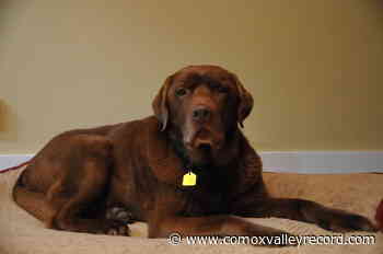 2022 Courtenay dog licences now available - Comox Valley Record