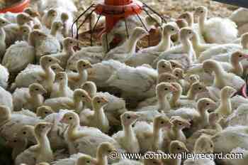 Turkeys expected to be pricier, harder to find this Christmas - Comox Valley Record