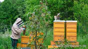Tote Völker und hungernde Bienen rund um Erlangen - Nordbayern.de
