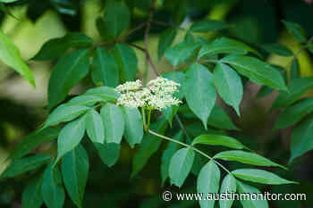 New expansion plan helps food forest put down roots - Austin Monitor