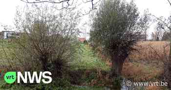 Brakel houdt een knotmarathon - VRT NWS