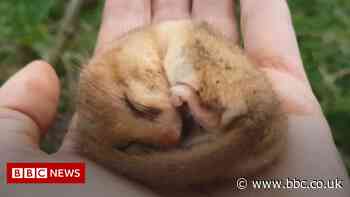 Morecambe Bay mini railway crossing to be built for dormice