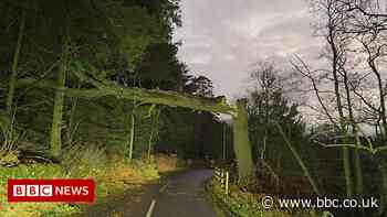 Storm Arwen: Tens of thousands of trees toppled and dangerous