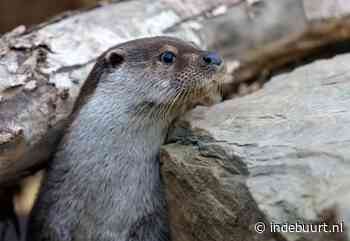 Naast de bever is ook dit roofdier vlakbij het Balijbos gespot - indebuurt Zoetermeer - indebuurt