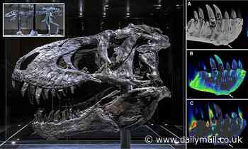 Tyrannosaurus rex discovered in Montana had bone disease in its jaw 68 million years ago