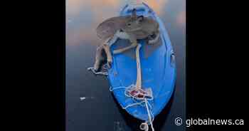 Deer trapped on thin ice near Kenora, Ont. rescued with paddleboard, rope - Globalnews.ca