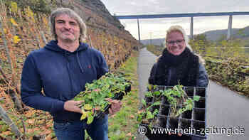 Flugsaison durchwachsen: Muss Mosel-Apollo in die Seitentäler ausweichen? - Rhein-Zeitung