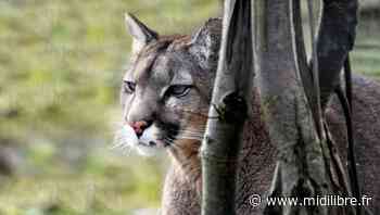 Un grand félin aperçu à Arras : s'agit-il du puma en liberté toujours recherché dans le Pas-de-Calais ? - Midi Libre