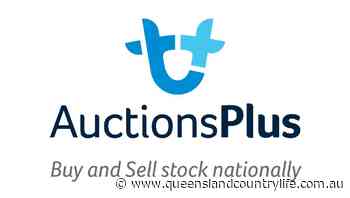 Angus cross Santa Gertrudis cows reach $3600 online - Queensland Country Life