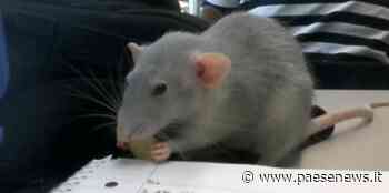 Capua – Ratti nelle aule del Pizzi, una ventina di classi per protesta restano fuori - Paesenews