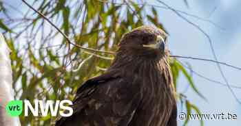 Zeer unieke bastaardarend gespot in Moerbeke en Wachtebeke - of toch niet? - VRT NWS