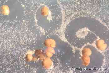 Scientists Build First Living Robots Called Xenobots That Can Reproduce