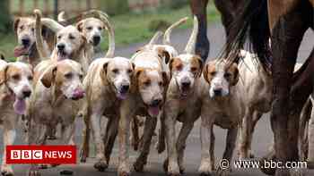 Cheshire West and Chester Council to ban trail hunting on its land - BBC News