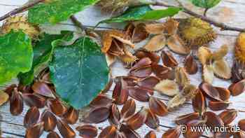 Bucheckern essen: So eignen sich die Nüsse in der Küche - NDR.de