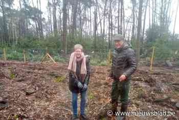 Berk, spork en hazelaar vervangen fijnspar en Amerikaanse eik bij Franciscanessen