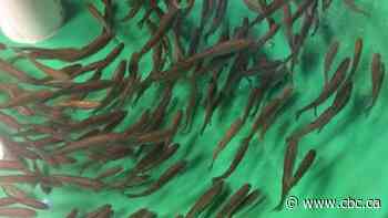 Most Canadian aquaculture fisheries meet new U.S. standard for wildlife protection