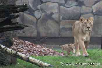 Is het een mannetje of een vrouwtje? Leeuwenwelpje zet eerste stapjes buiten