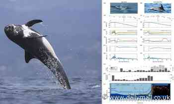 Nature: Risso's dolphins perform twisting dives that let them 'drill' deep through the water