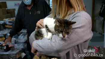 Parachutes for Pets helps keep fur families together