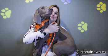 Month of Giving: Parachutes for Pets helps keep fur families together - Globalnews.ca