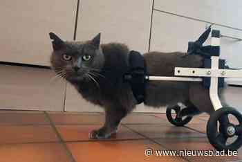 Dankzij gulle gevers kan verlamde straatkat Marie-Lou met rolstoel terug lopen: “Ze kreeg op alle vlakken een tweede leven”