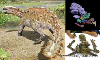 New dinosaur species with an armoured tail roamed Chile 75 million years ago