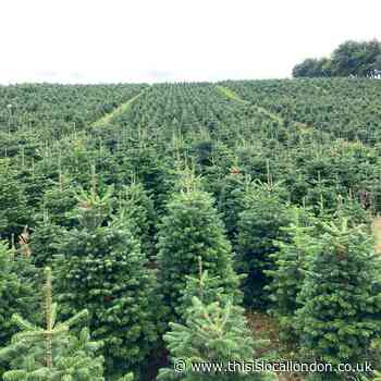 Where to buy a real Christmas tree in South East London