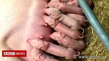 Rules to create gene-edited farm animals must put welfare first - review