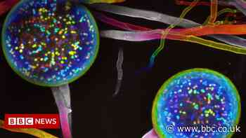 Wood Wide Web: Scientists to map hotspots of fungal life